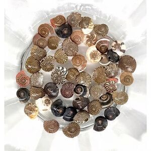 50pcs Beads for Jewelry #21275 Natural Sea Shell